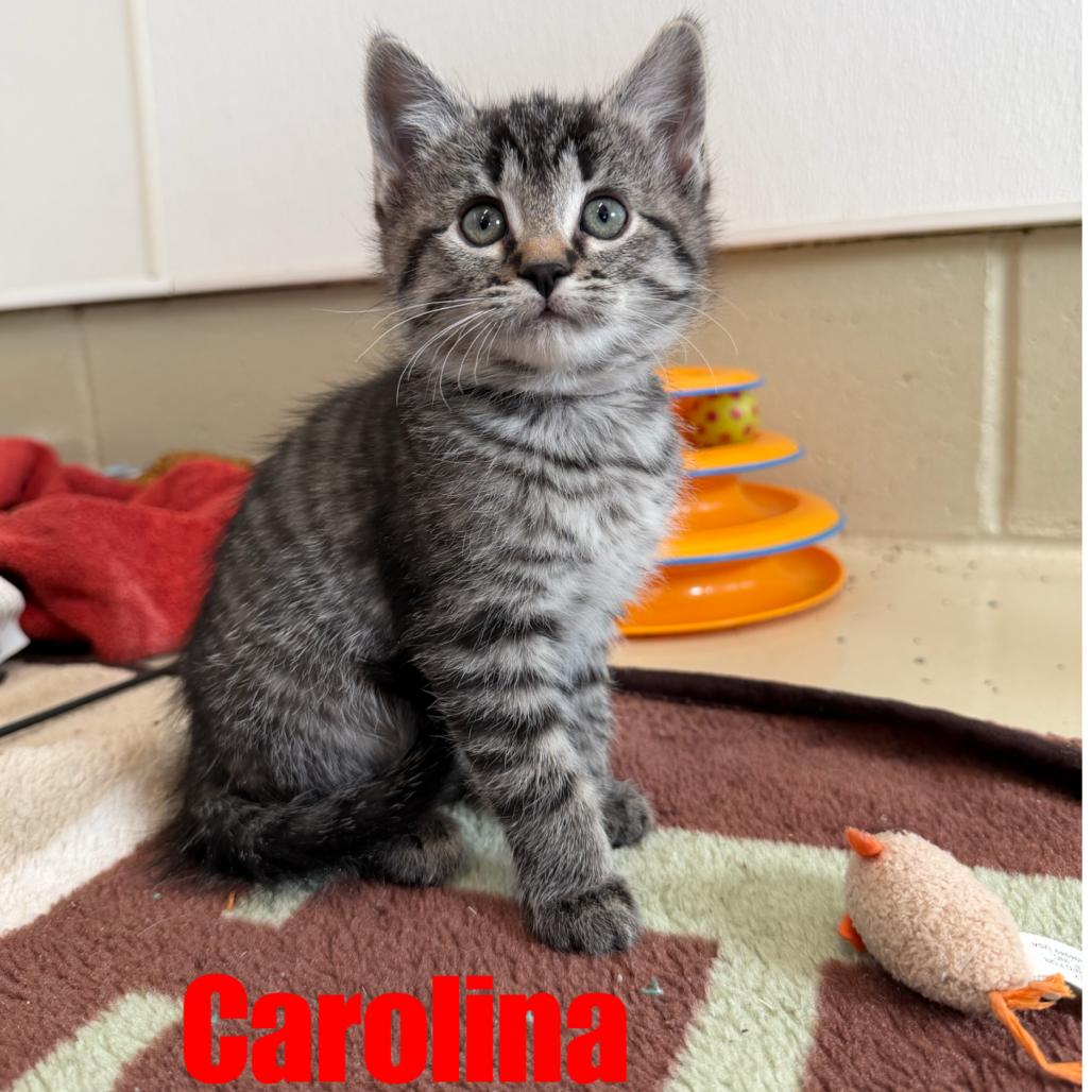 Enlarge Carolina, a Adoptable Domestic Short Hair in International Falls, MN image 3/3