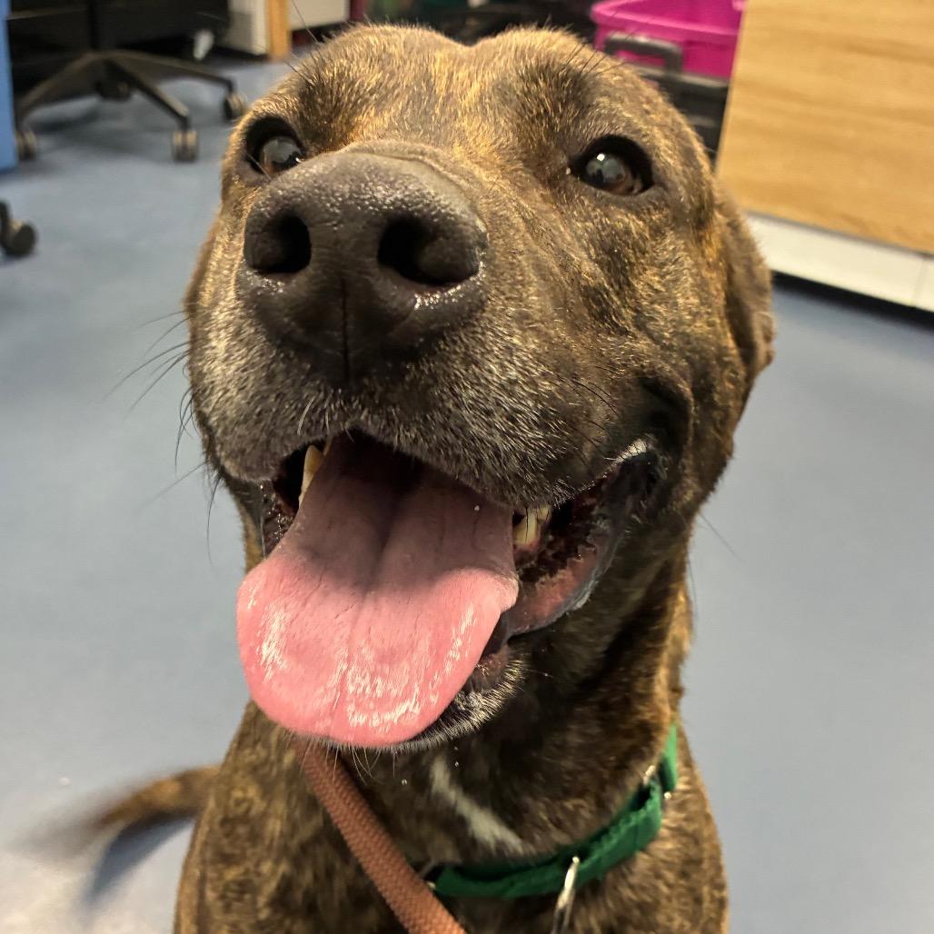 Kio, Adoptable, Young Female Mountain Cur.