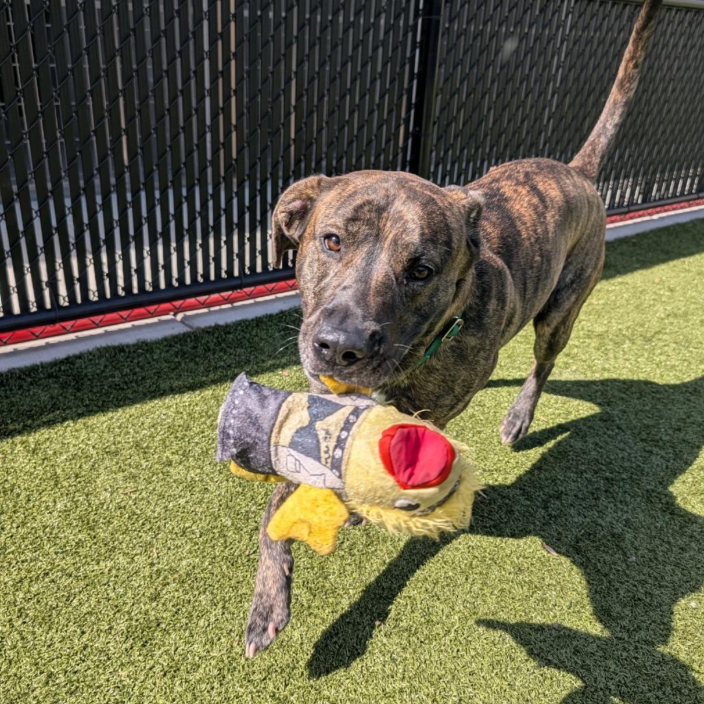 Enlarge Kio, a Adoptable Mountain Cur in Greensboro, NC image 2/6