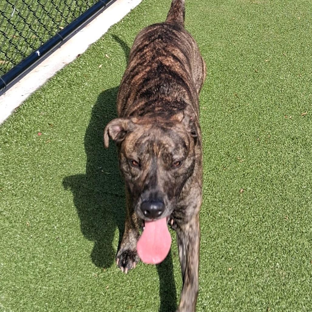 Enlarge Kio, a Adoptable Mountain Cur in Greensboro, NC image 3/6