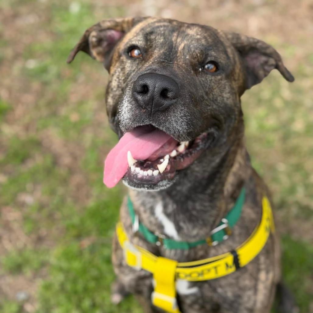 Enlarge Kio, a Adoptable Mountain Cur in Greensboro, NC image 4/6