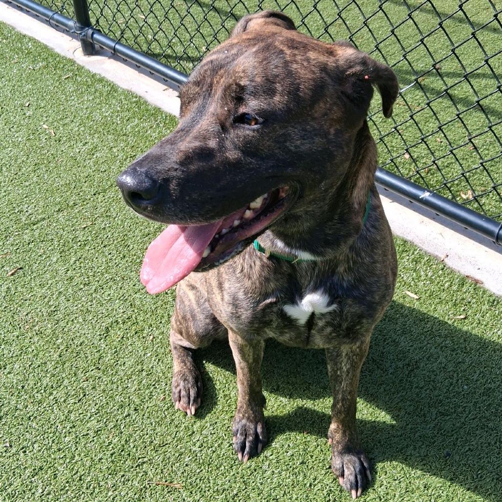 Enlarge Kio, a Adoptable Mountain Cur in Greensboro, NC image 5/6