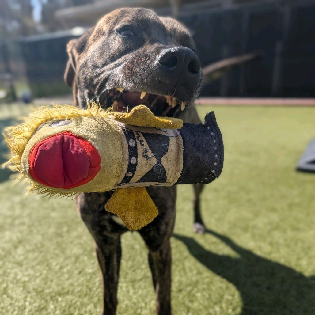 Enlarge Kio, a Adoptable Mountain Cur in Greensboro, NC image 6/6