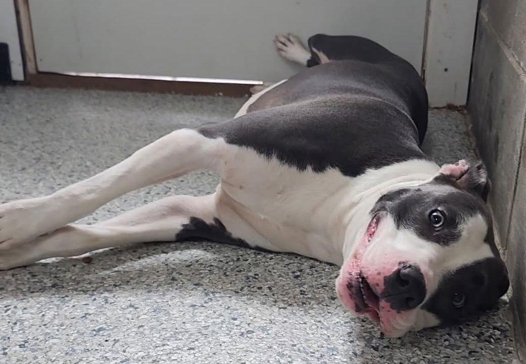 Mika, Adoptable, Young Female Pit Bull Terrier.