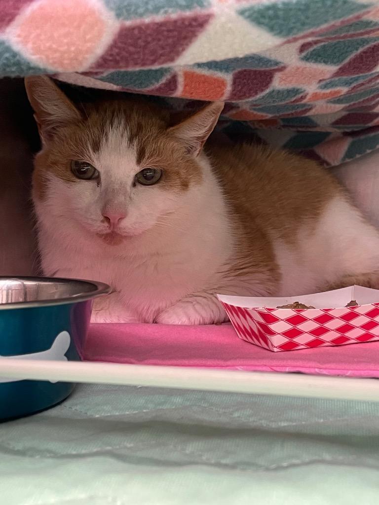 Mollie, Adoptable, Adult Female Domestic Short Hair.