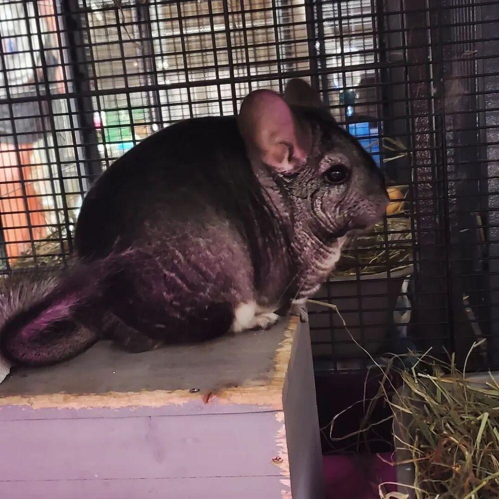 Enlarge Gucci, a Adoptable Chinchilla in Port Saint Lucie, FL image 1/1