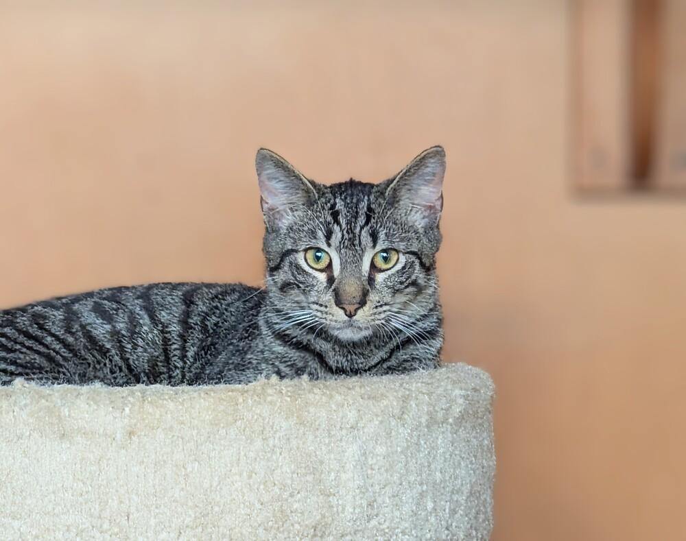 Brian, Adoptable, Young Male Domestic Short Hair.