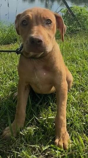 Dexie, Adoptable, Young Female Labrador Retriever.