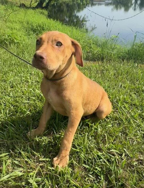 Dexie, a Adoptable Labrador Retriever in Tarrytown, GA image 2/3