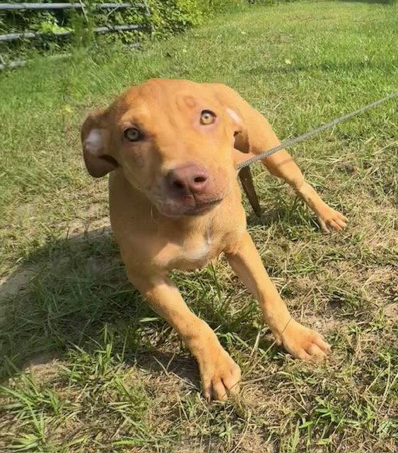 Dexie, a Adoptable Labrador Retriever in Tarrytown, GA image 3/3