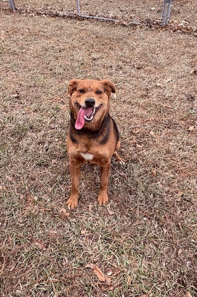 Phoebe Burton, Adoptable, Adult Female Mixed Breed.