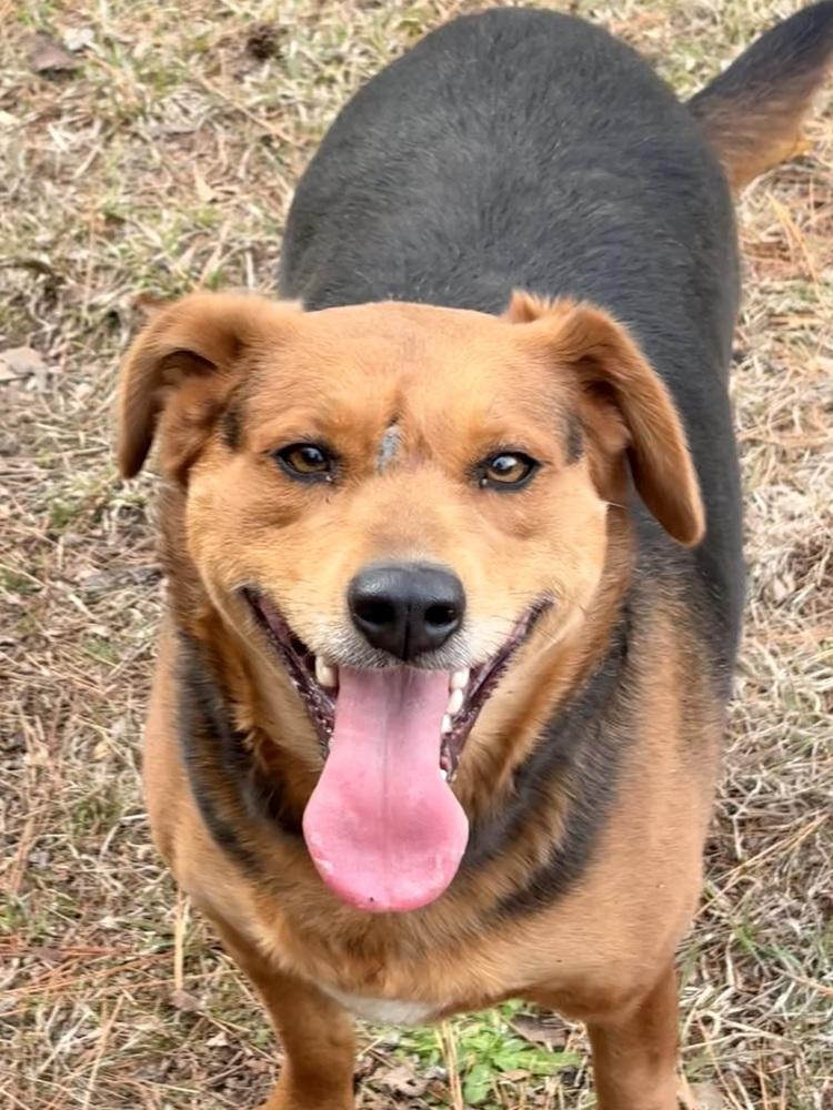 Phoebe Burton, a Adoptable mixed breed in Boston, MA image 2/6