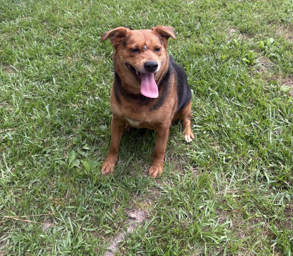 Phoebe Burton, a Adoptable mixed breed in Boston, MA image 3/6