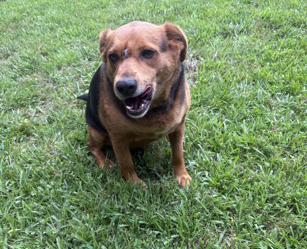 Phoebe Burton, a Adoptable mixed breed in Boston, MA image 4/6