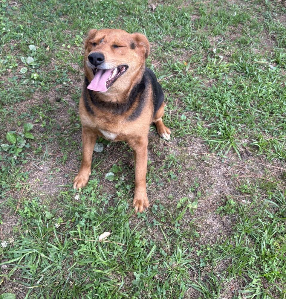Phoebe Burton, a Adoptable mixed breed in Boston, MA image 5/6