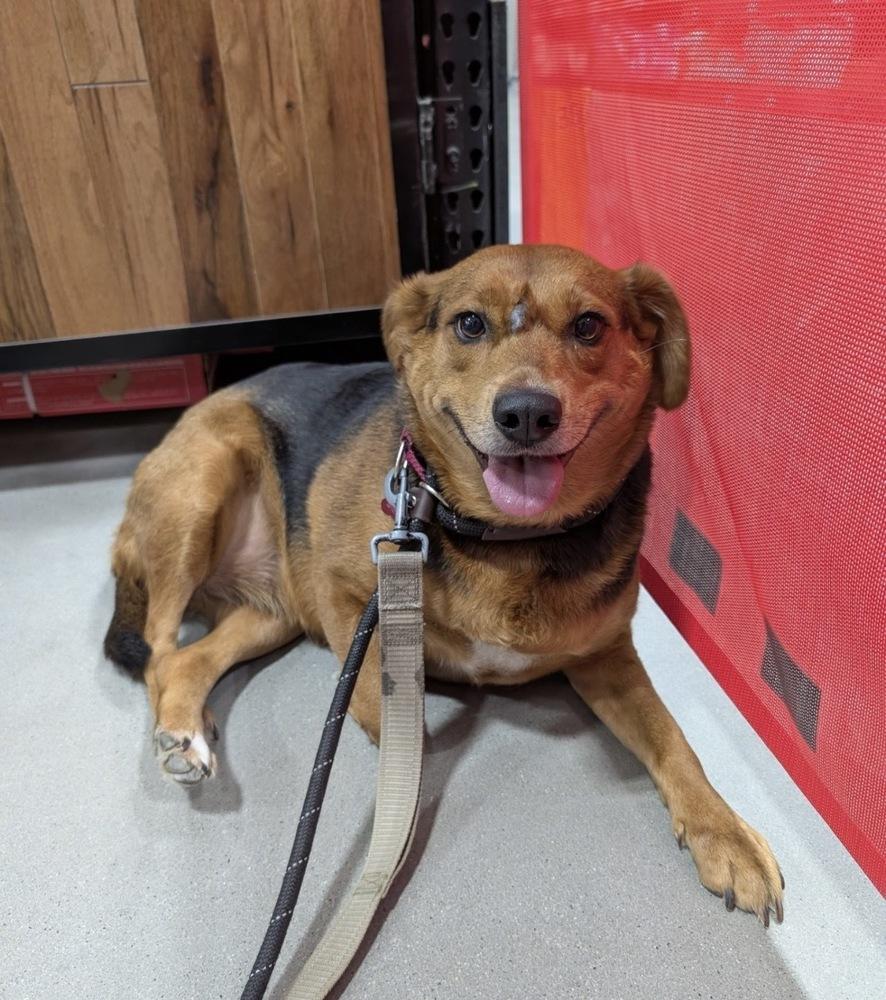 Enlarge Phoebe Burton, a Adoptable mixed breed in Boston, MA image 5/6