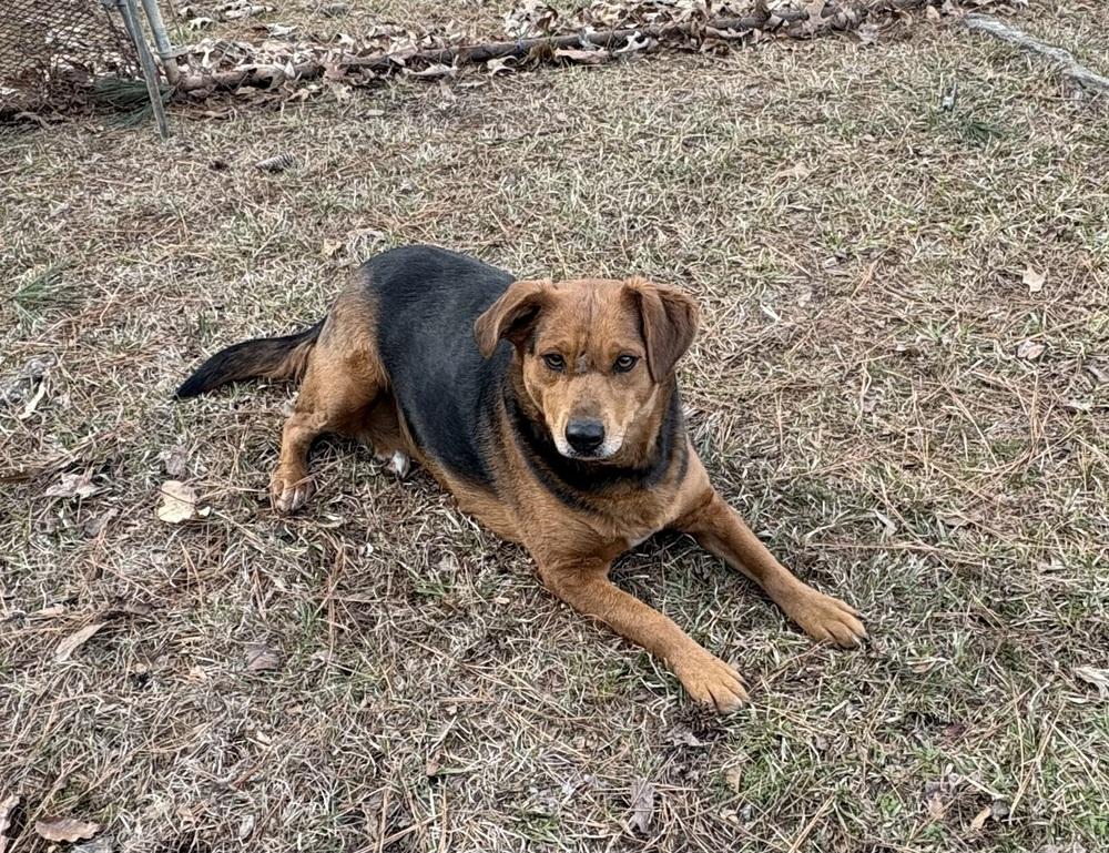 Phoebe Burton, a Adoptable mixed breed in Boston, MA image 6/6