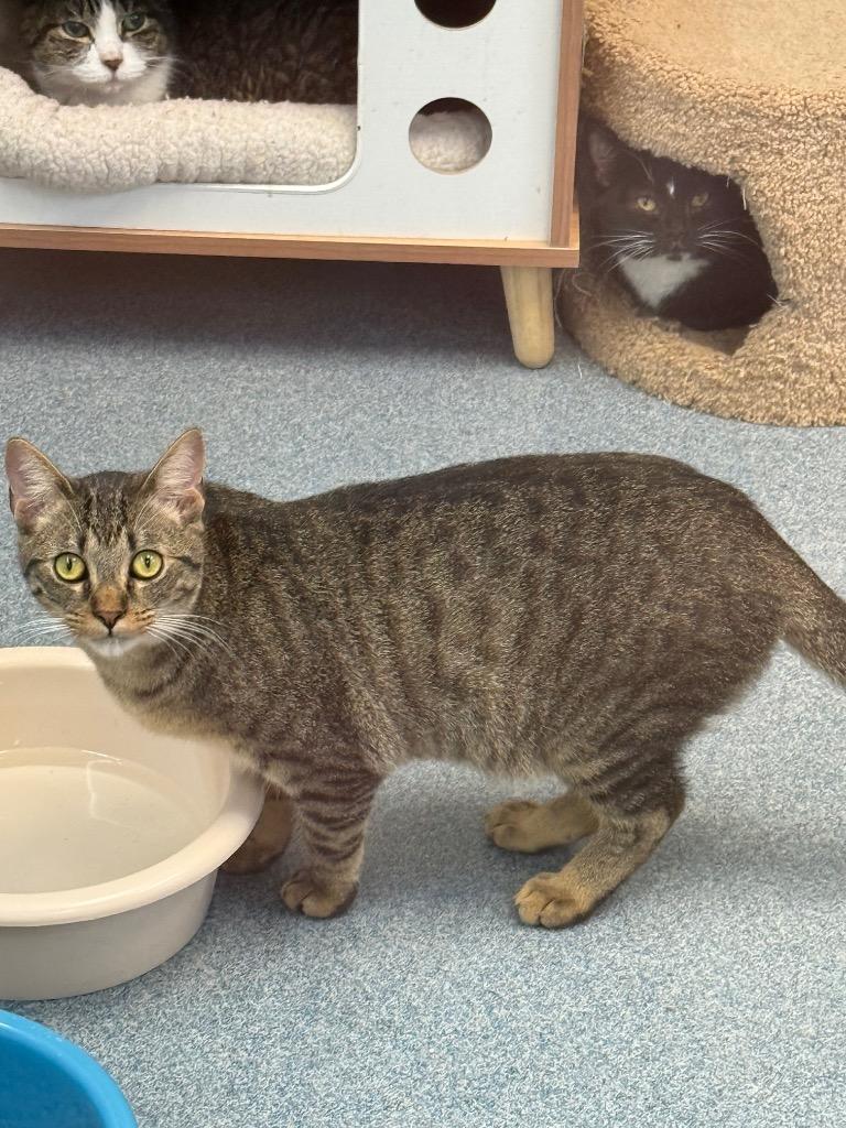 Eeyore, Adoptable, Young Male Domestic Short Hair.