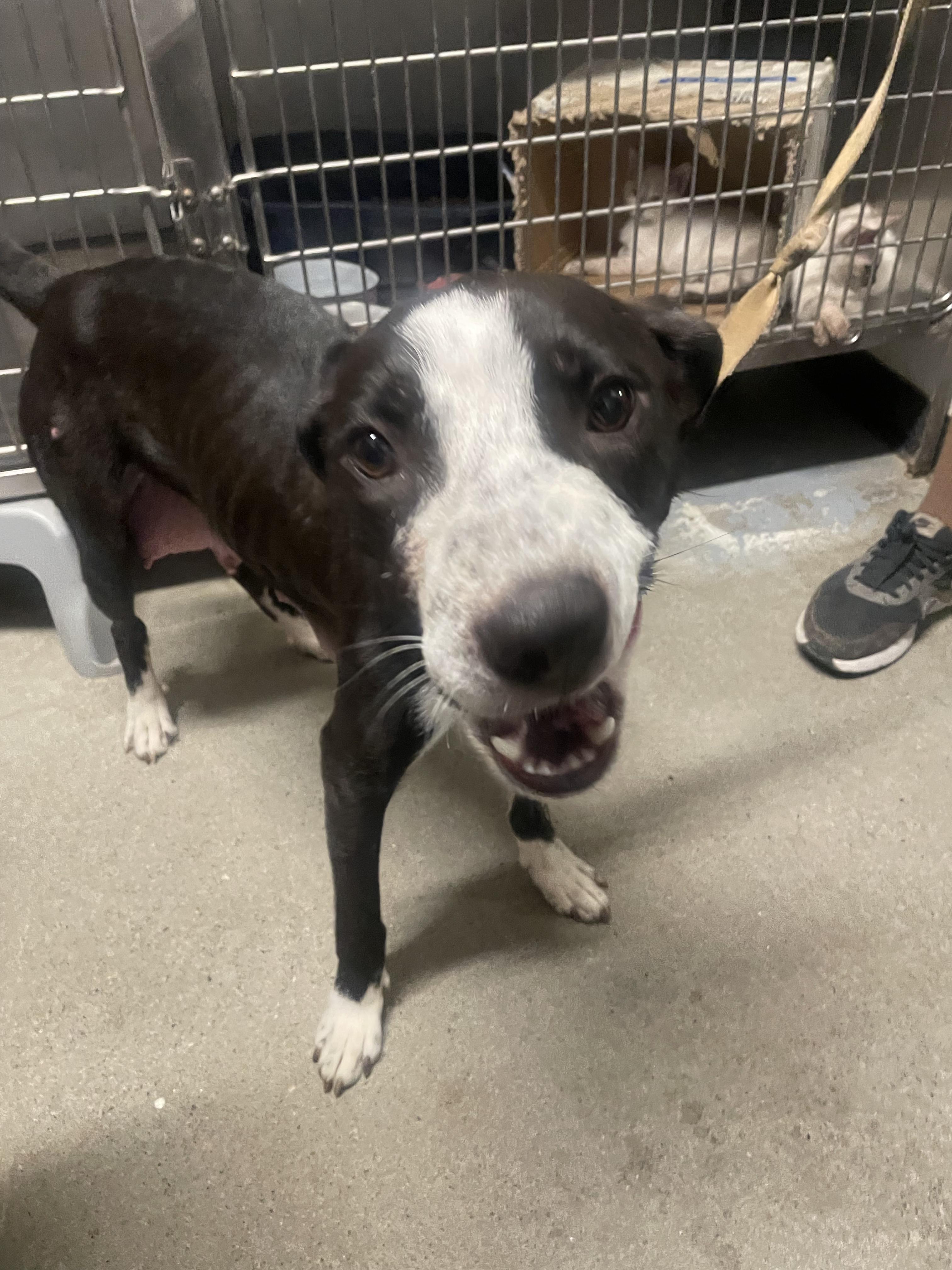 Enlarge Ori, an adoptable Border Collie in Billings, MT image 2/3