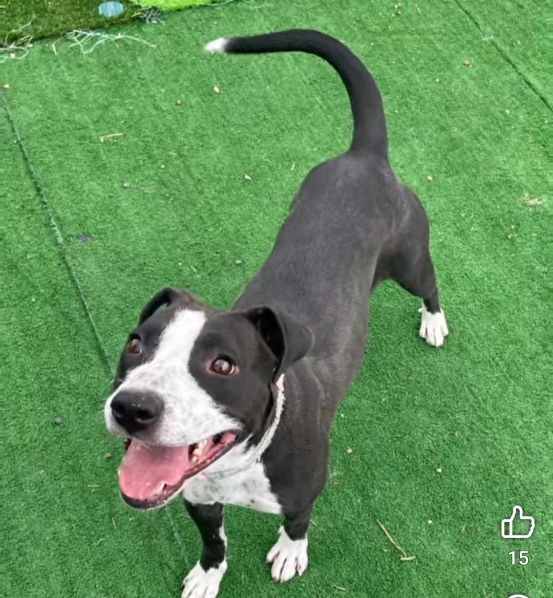 Ori, adoptable, Adult Female Border Collie.