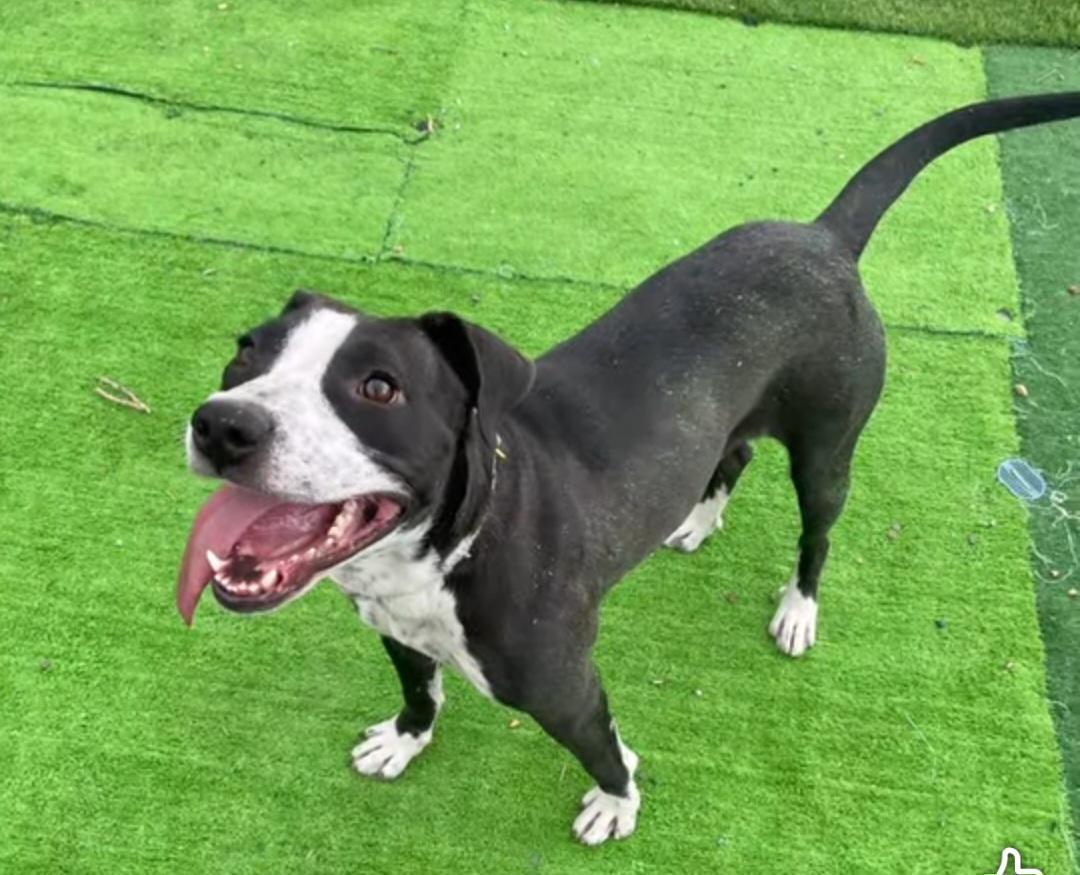 Enlarge Ori, an adoptable Border Collie in Billings, MT image 3/3