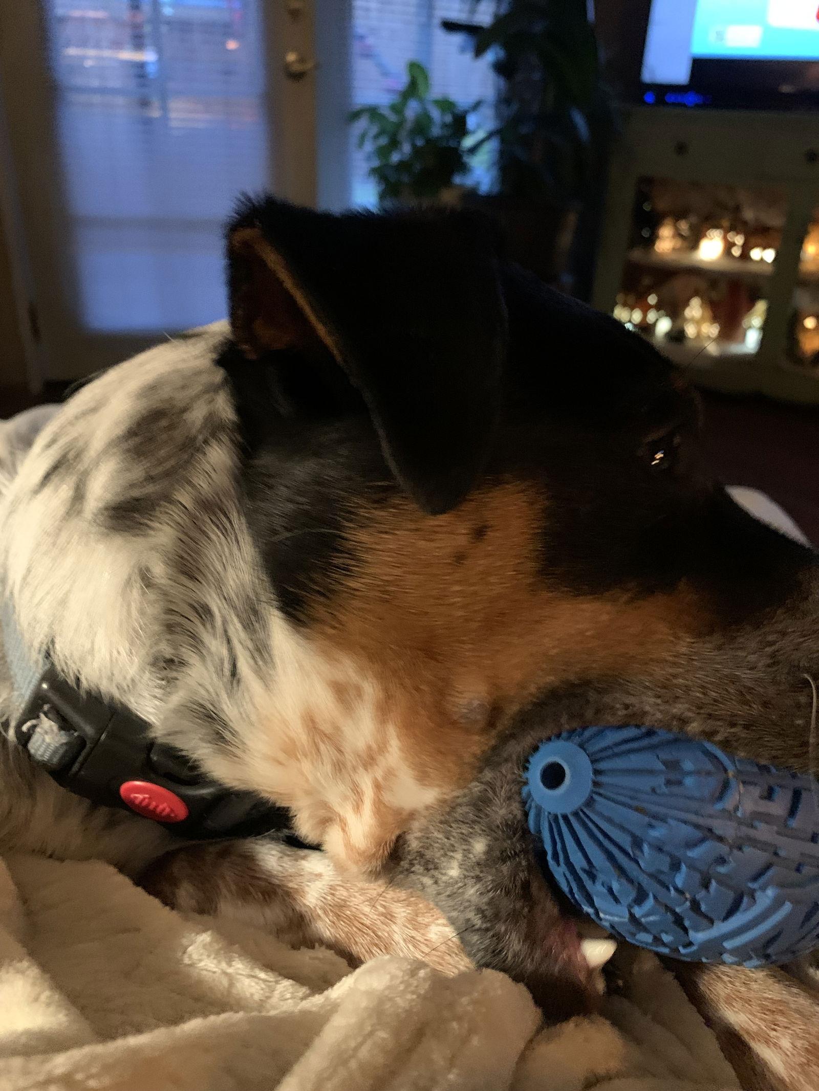 Rusty, Adoptable, Young Male Cattle Dog.