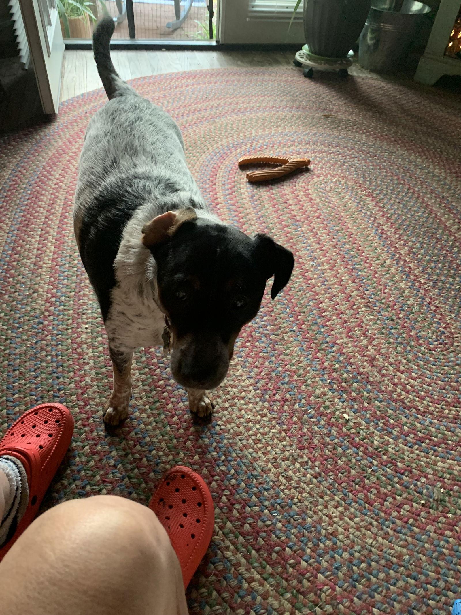 Rusty, a Adoptable Cattle Dog in Woodland, CA image 2/2