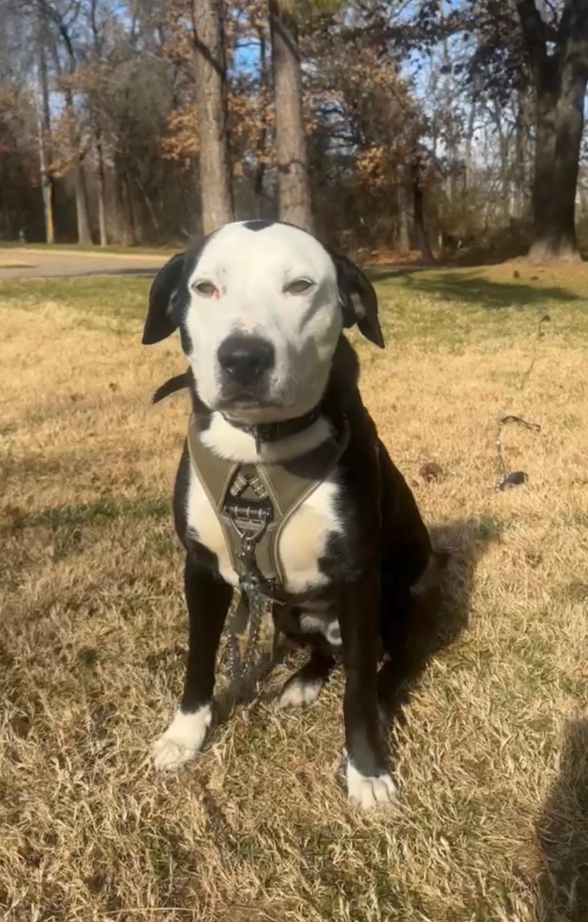 Buddy, adopted, Adult Male Labrador Retriever & Pit Bull Terrier.