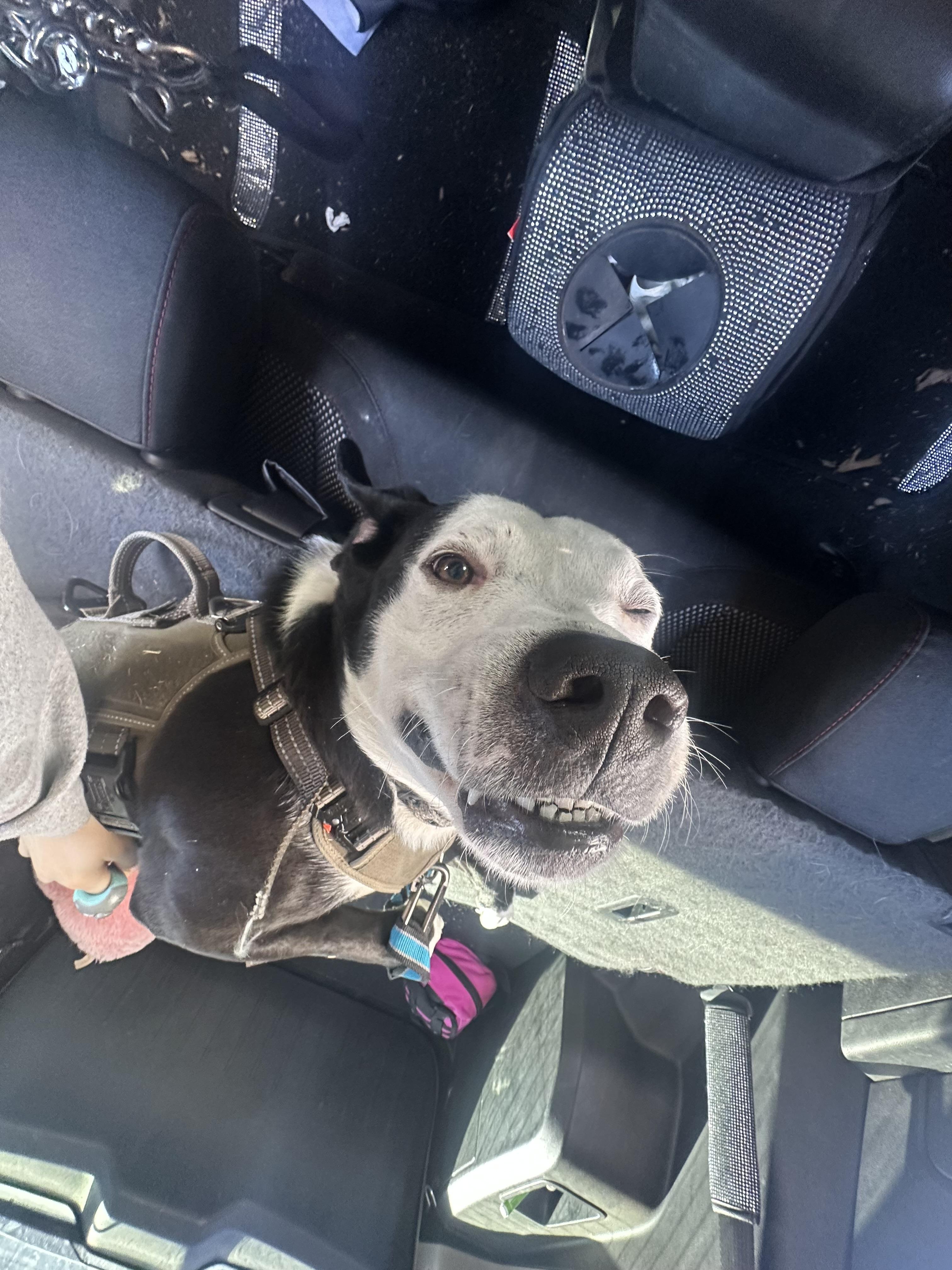 Enlarge Buddy, an adopted mixed breed in Oklahoma City, OK image 4/4