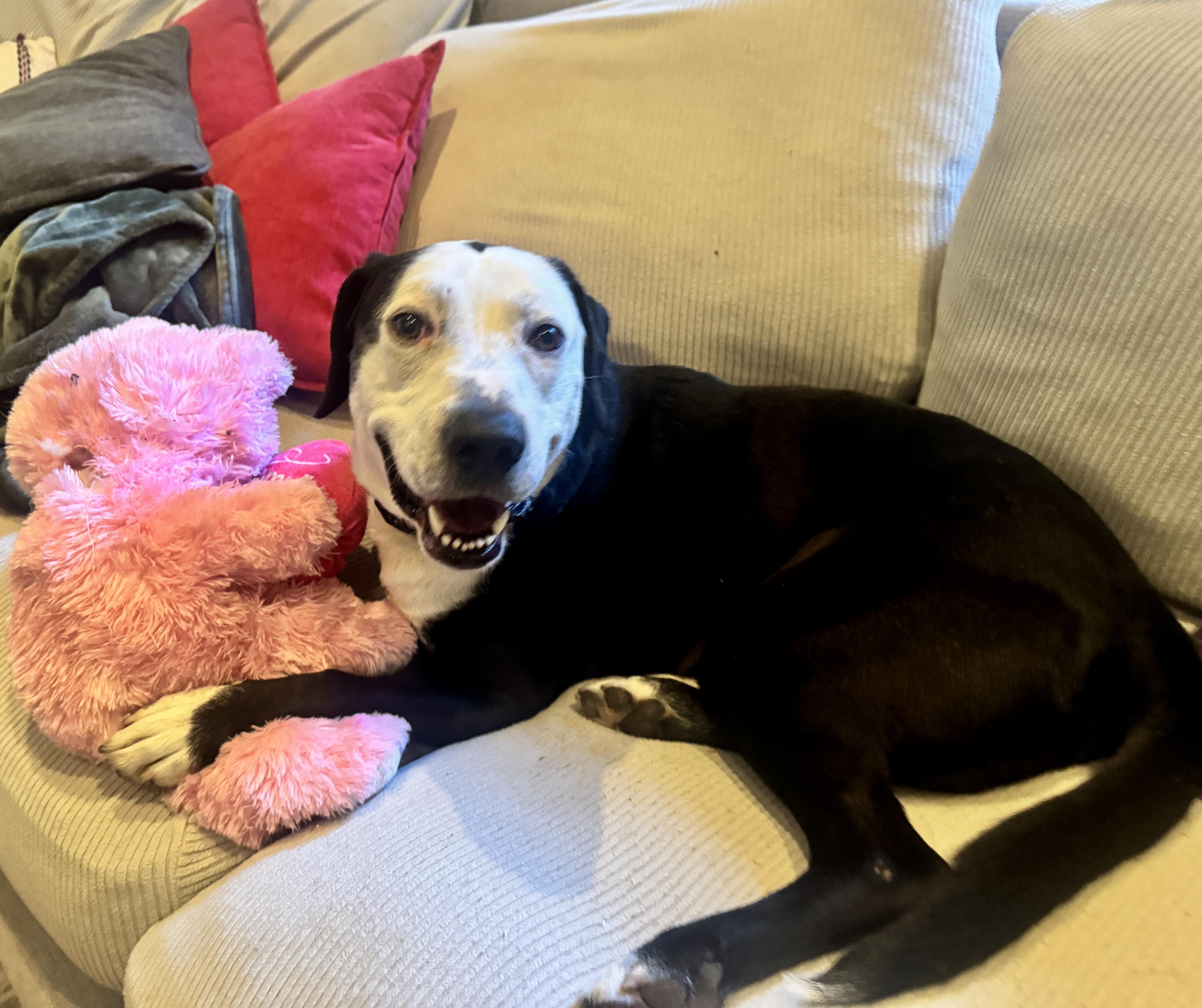 Enlarge Buddy, an adopted mixed breed in Oklahoma City, OK image 3/4