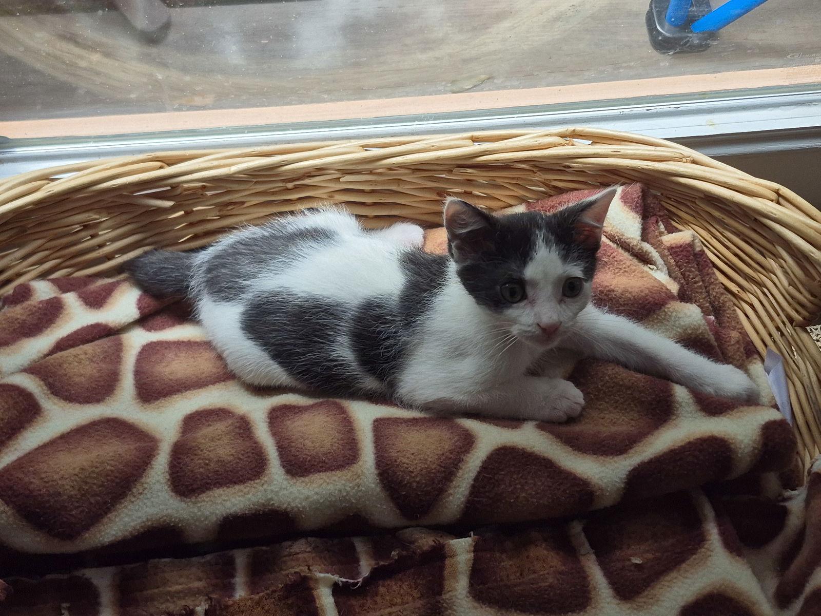 Pip, a Adopted Domestic Short Hair in Stone Mountain, GA image 1/3