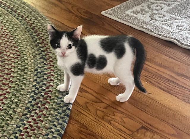 Pip, a Adopted Domestic Short Hair in Stone Mountain, GA image 2/3