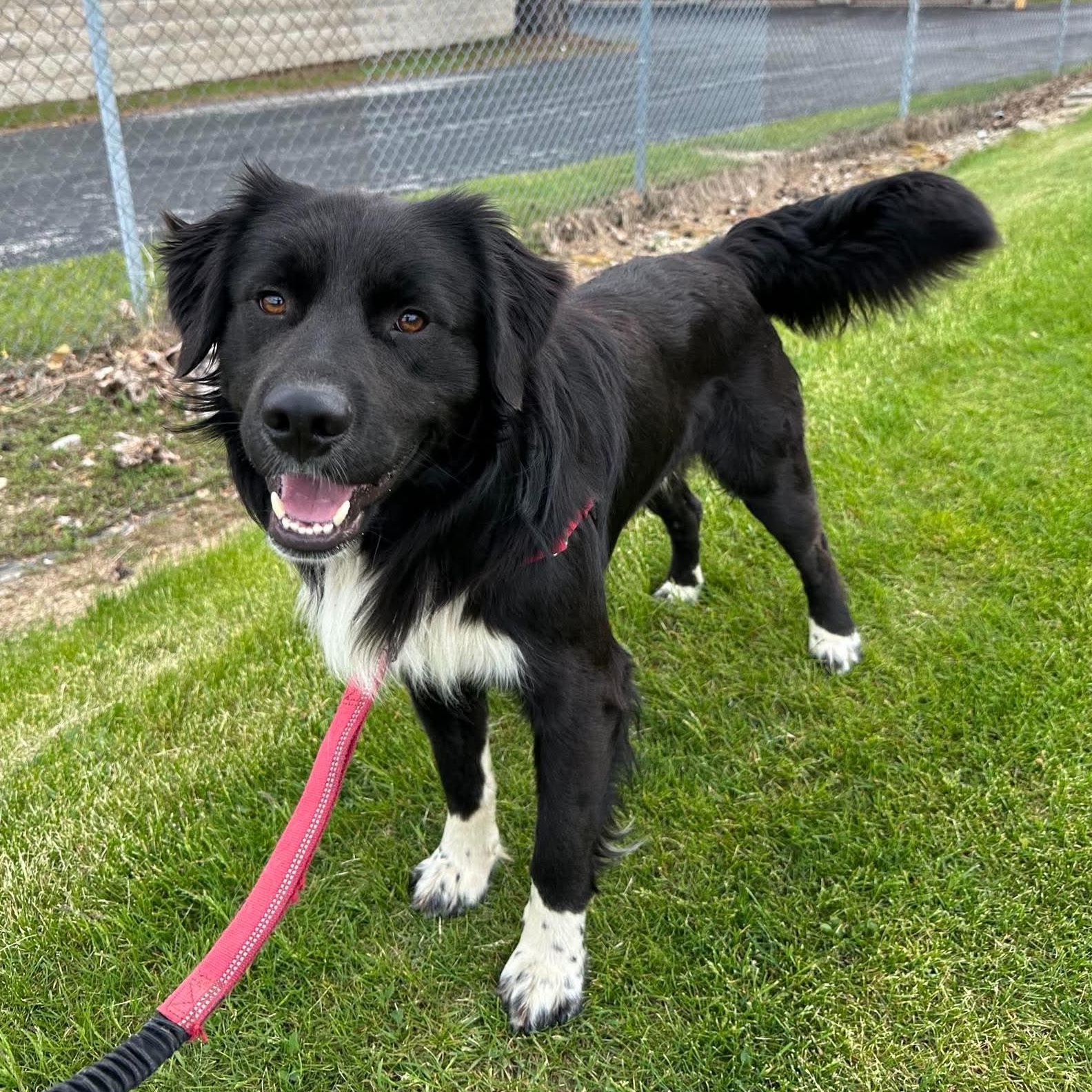 Brisket- Adoption Pending, adopted, Young Male Border Collie.