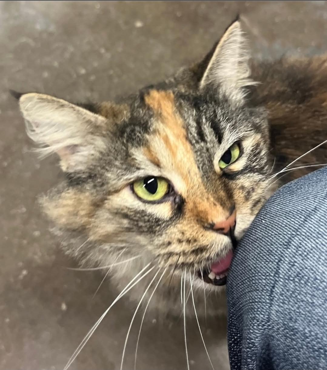 Enlarge Nala, a Adopted mixed breed in Tipton, IA image 3/4