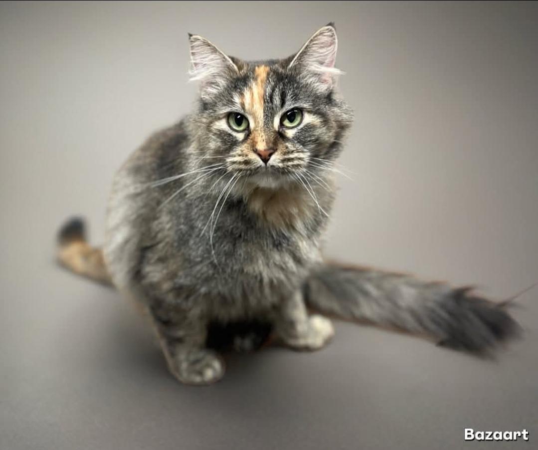 Enlarge Nala, a Adopted mixed breed in Tipton, IA image 1/4