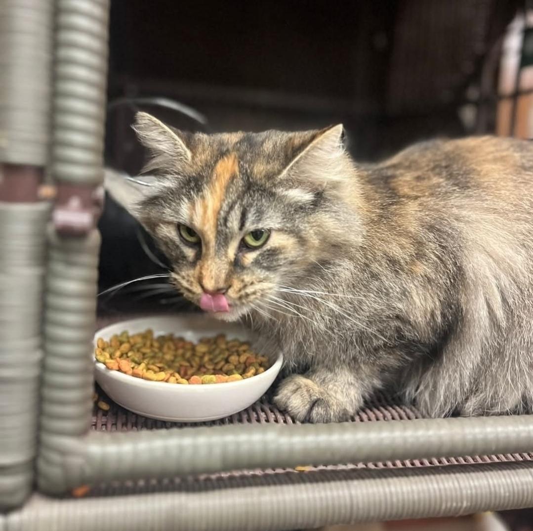 Enlarge Nala, a Adopted mixed breed in Tipton, IA image 4/4