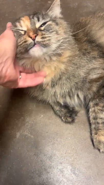 Enlarge Nala, a Adopted mixed breed in Tipton, IA video 2/4