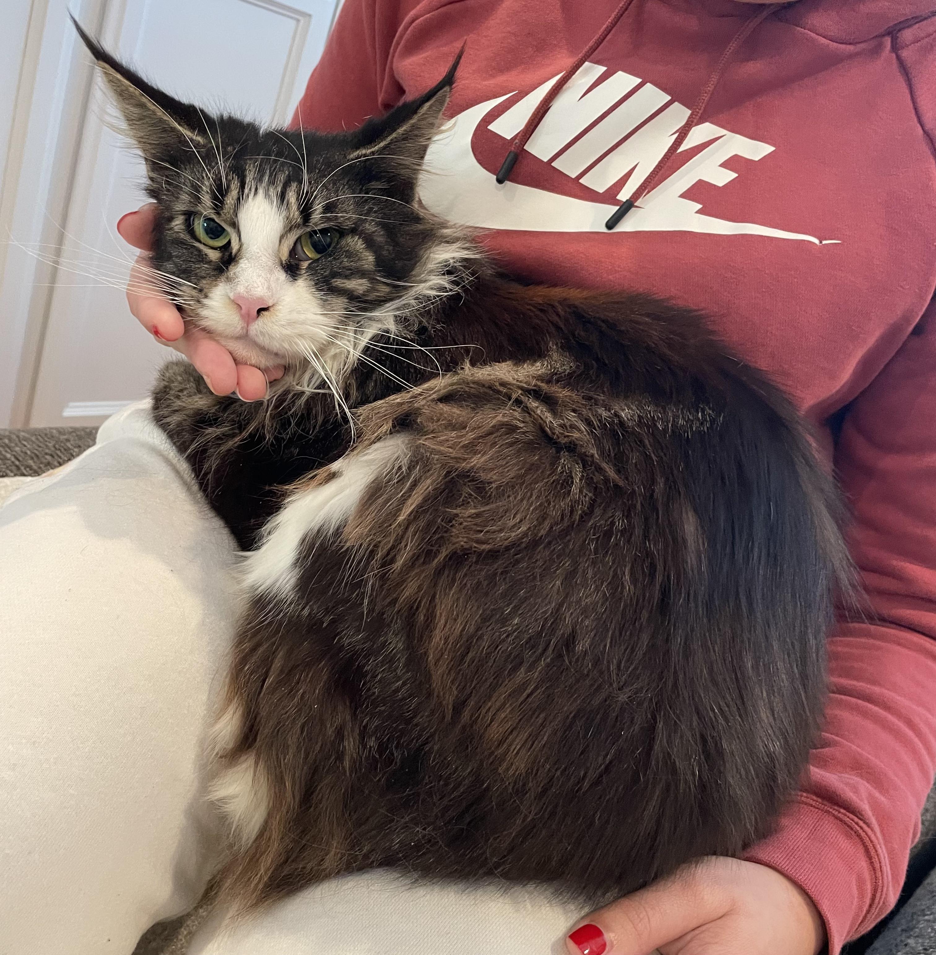 Cleo, ADOPTABLE, Adult Female Maine Coon.