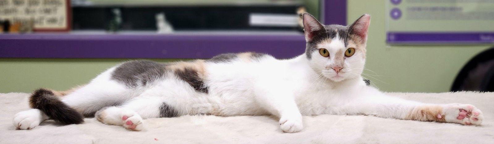 Enlarge Lucy, a Adoptable Domestic Short Hair in Oviedo, FL image 1/3