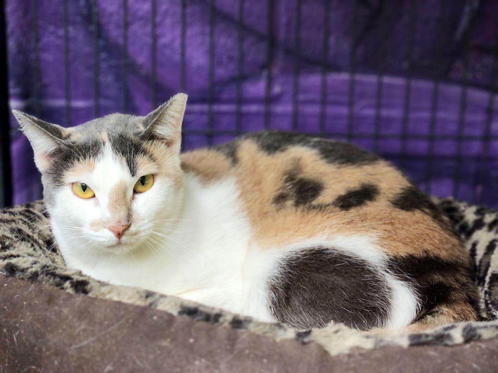 Enlarge Lucy, a Adoptable Domestic Short Hair in Oviedo, FL image 2/3