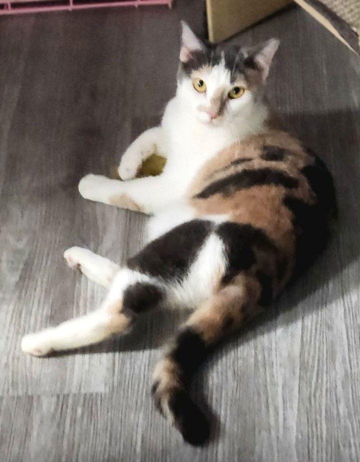 Enlarge Lucy, a Adoptable Domestic Short Hair in Oviedo, FL image 3/3