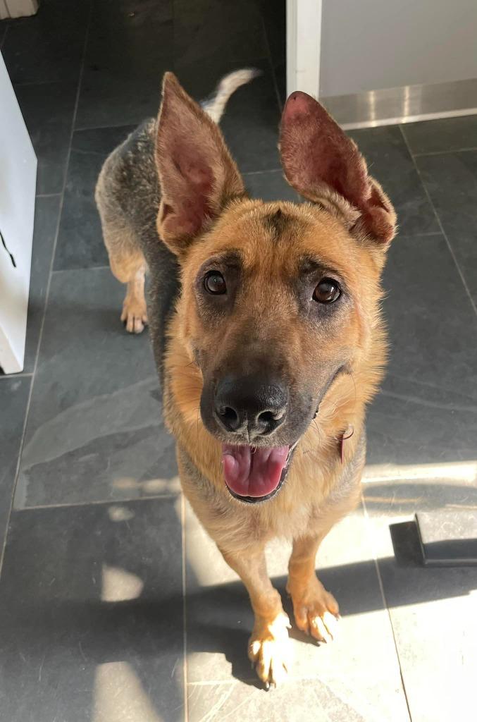Chikala AKA Demi, Adoptable, Adult Female Shepherd & German Shepherd Dog.