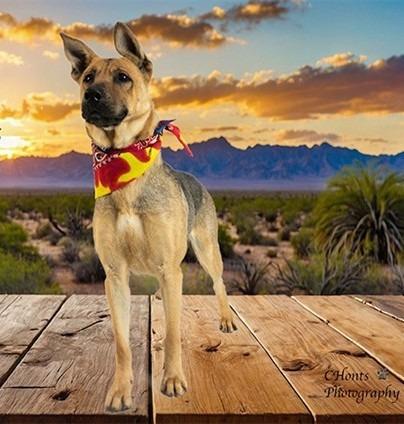 Enlarge Chikala AKA Demi, a Adoptable mixed breed in Coachella, CA image 2/3