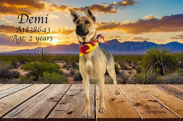 Enlarge Chikala AKA Demi, a Adoptable mixed breed in Coachella, CA image 3/3