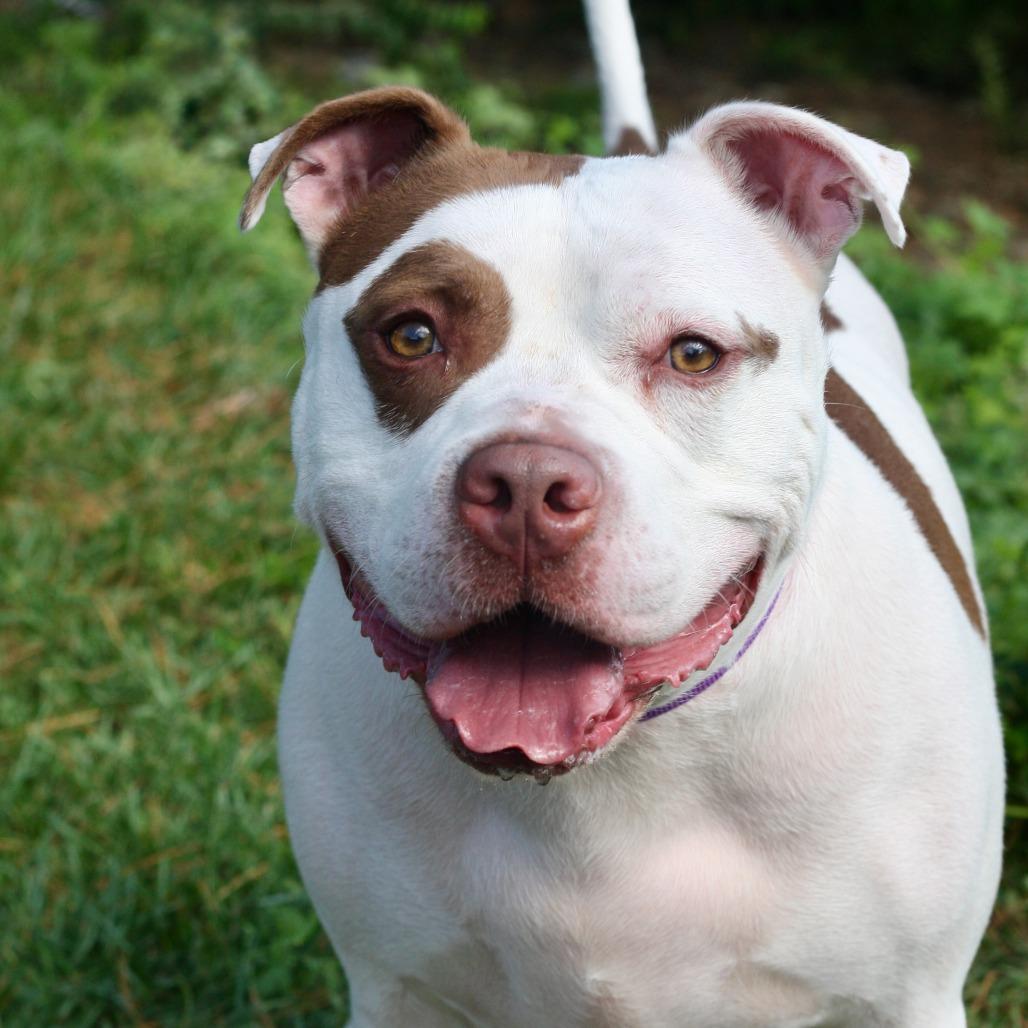 Cartman, Adoptable, Adult Male Mixed Breed.