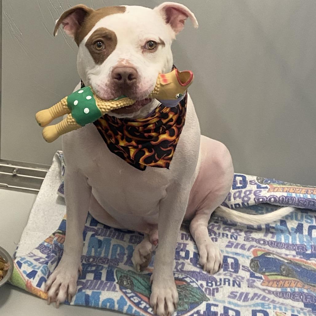 Enlarge Cartman, a Adoptable Mixed Breed in Allentown, PA image 2/6