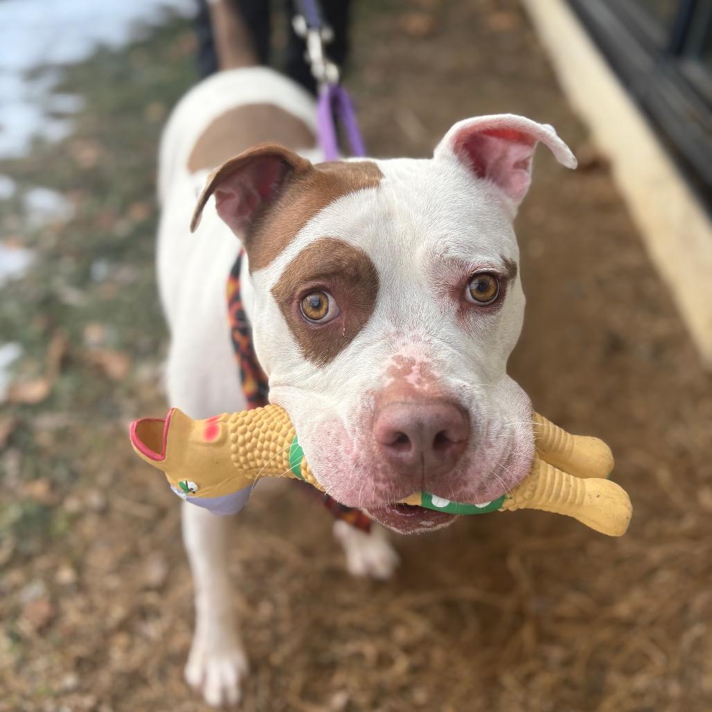 Enlarge Cartman, a Adoptable Mixed Breed in Allentown, PA image 3/6