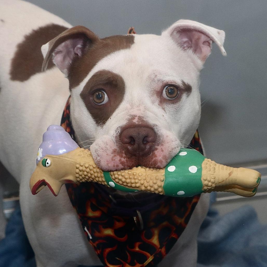 Enlarge Cartman, a Adoptable Mixed Breed in Allentown, PA image 4/6