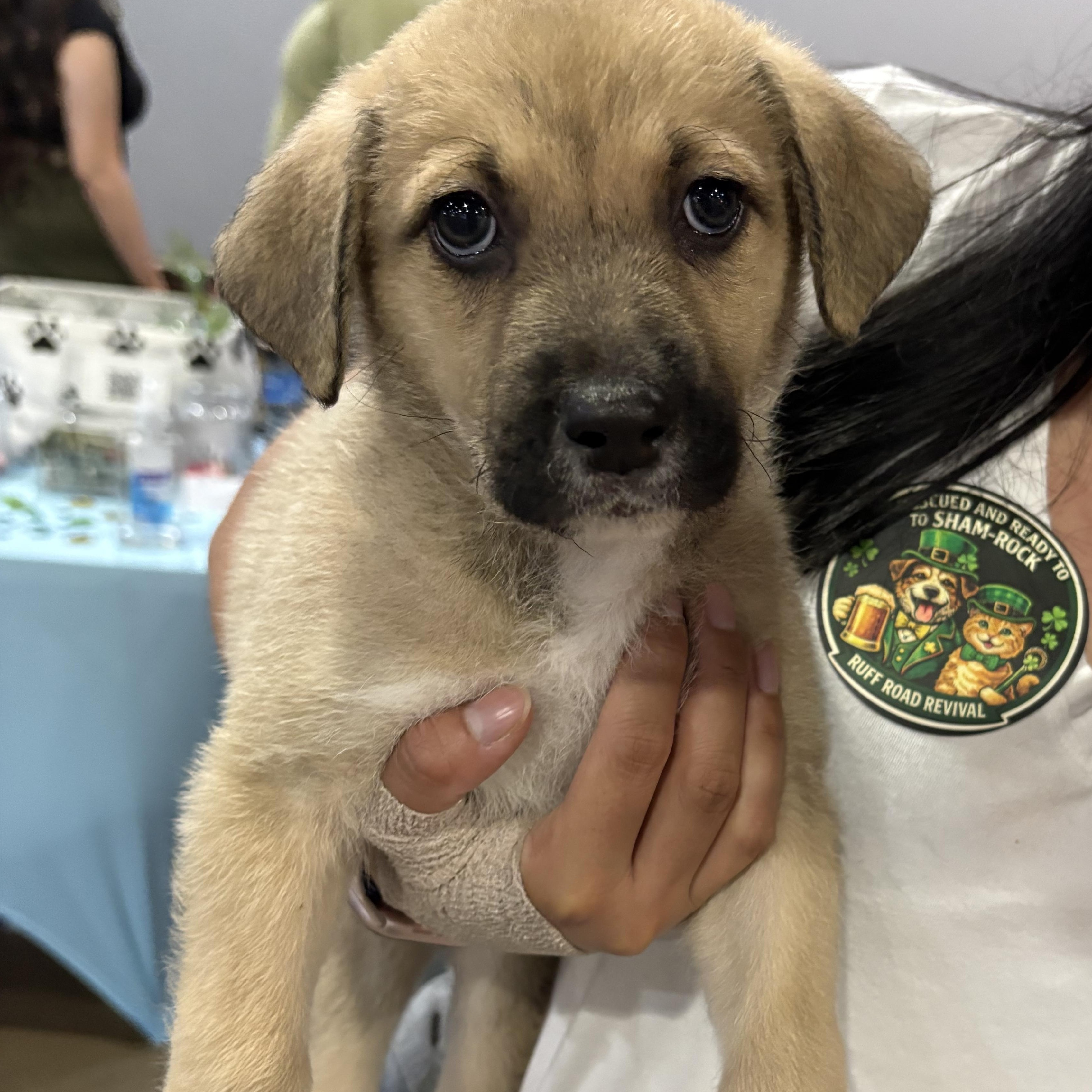 Coconut — thumbnail 5