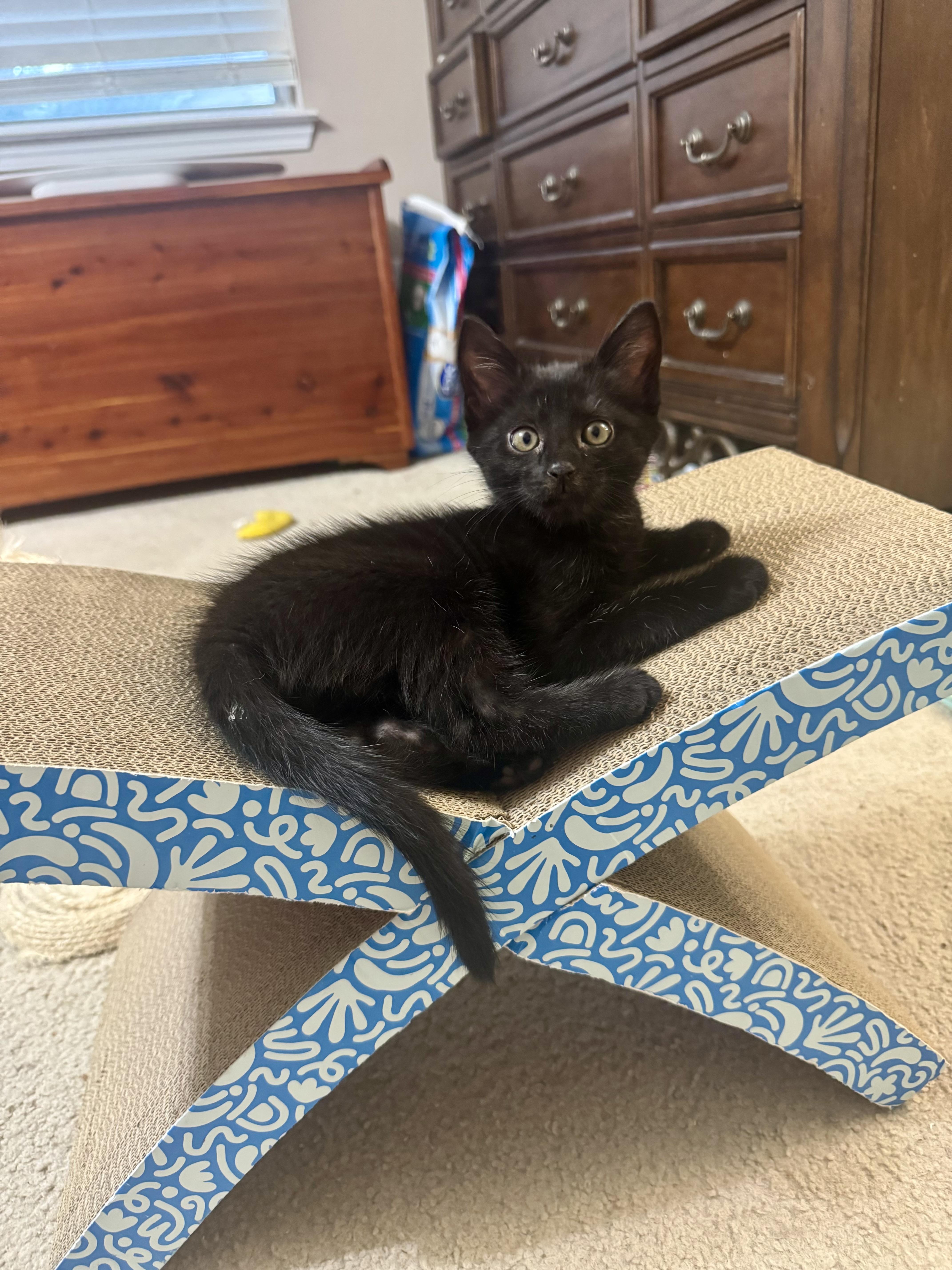 Cash Seville =^.^=
